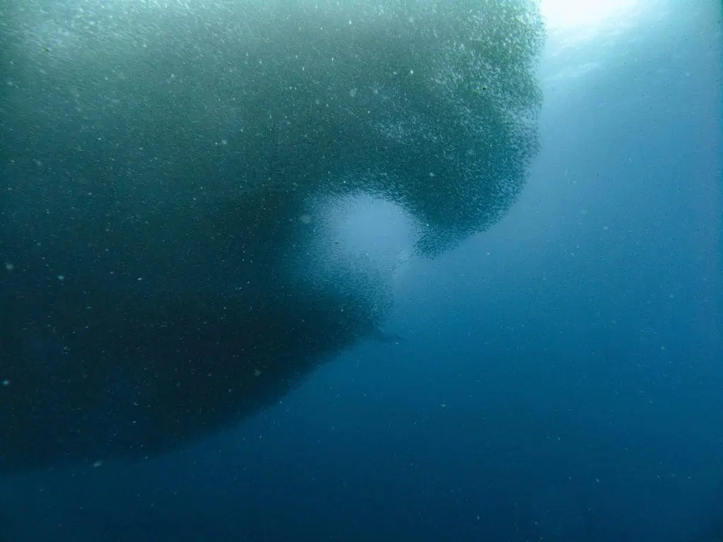 Dense sardine ball underwater in Moalboal, Cebu near Panagsama Beach