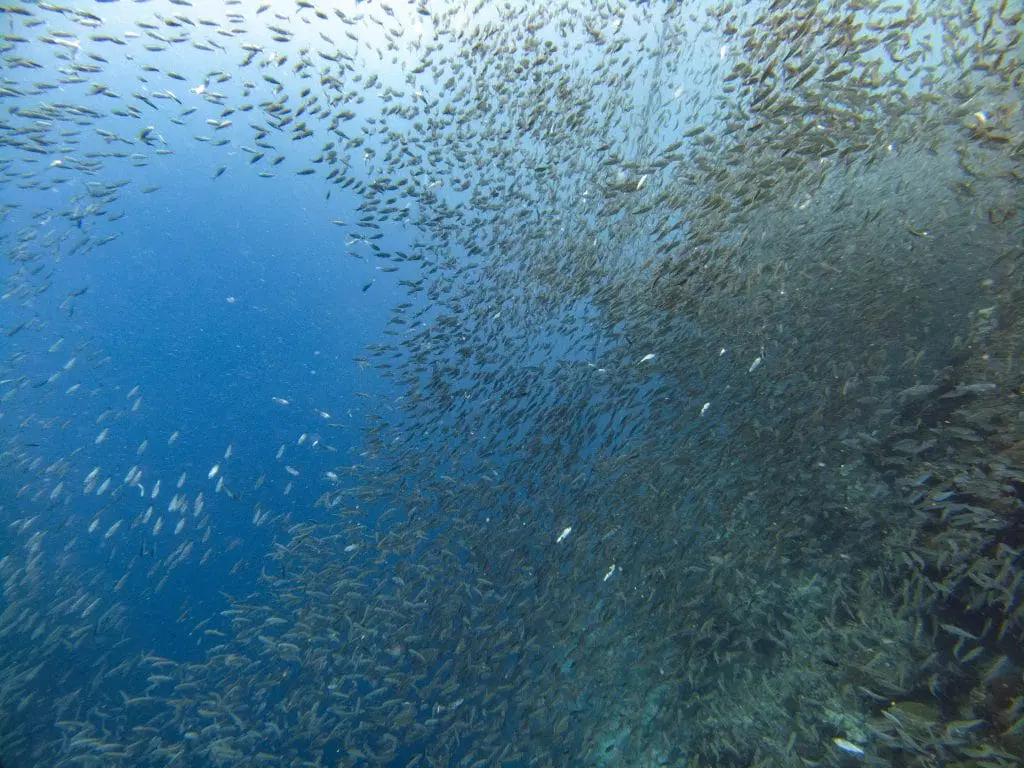 School of sardines along a reef wall in Moalboal, Cebu during a snorkeling dive
